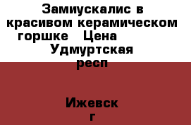 Замиускалис в красивом керамическом горшке › Цена ­ 3 000 - Удмуртская респ., Ижевск г.  »    . Удмуртская респ.